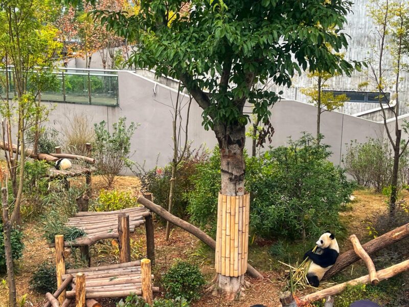 A Day Trip Visit to XiongMao Jidi