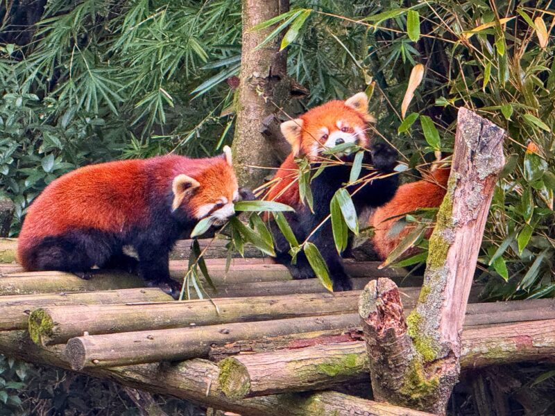 Adorable Red Panda at Xiongmao Jidi