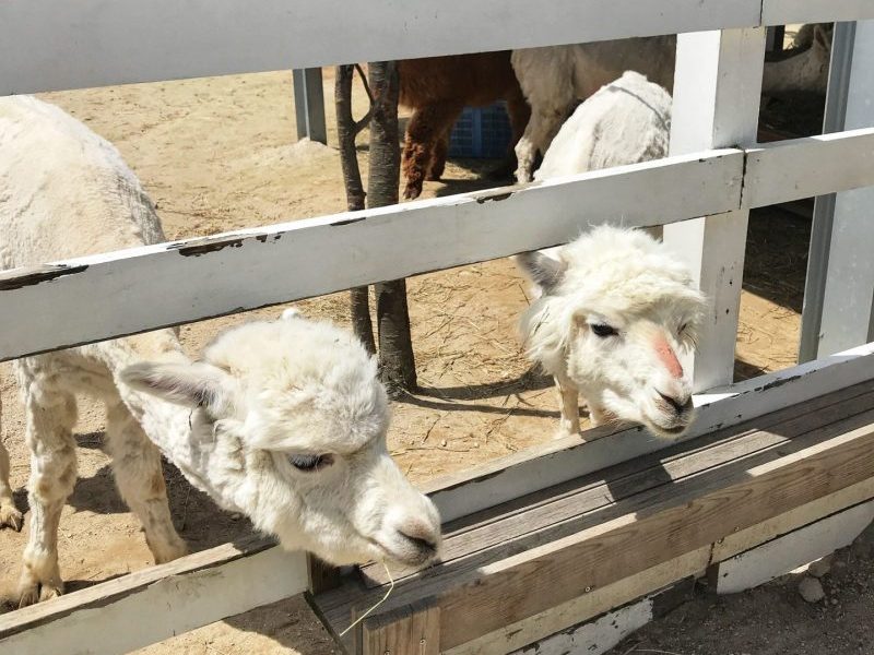 Alpaca farm in Shikisai no Oka