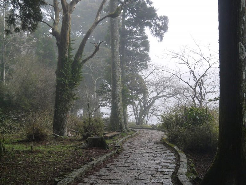 Ancient Cedar Avenue