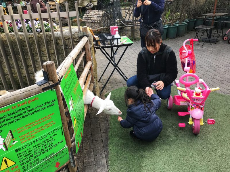 Animal Encounter in Yufuin Floral Village