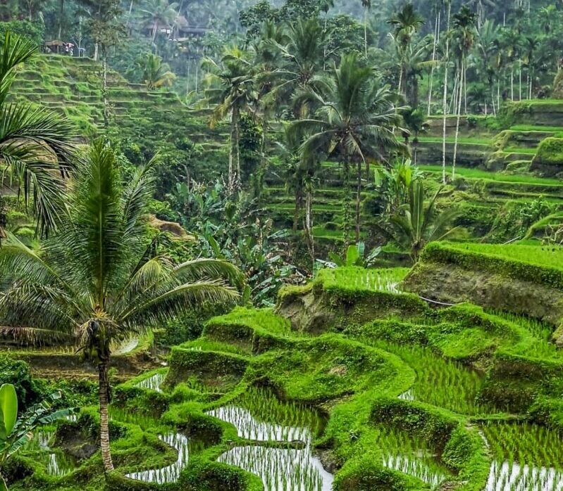 Bali Travel Guide Blog - Visit Tegalalang Rice Terrace