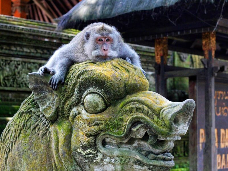 Bali itinerary - Balinese long-tailed monkey at Ubud Monkey Forest Sanctuary