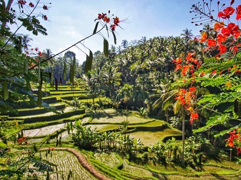 Bali itinerary - Ubud