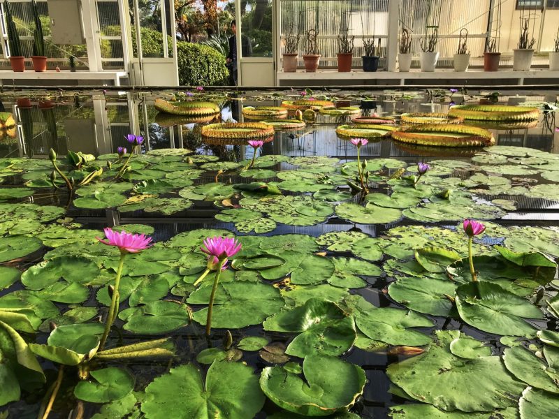 Beautiful King Lotus inside Greenhouse