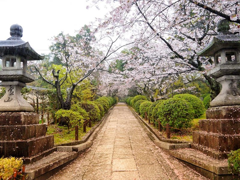 Beautiful cherry blossom view in Higashiyama district