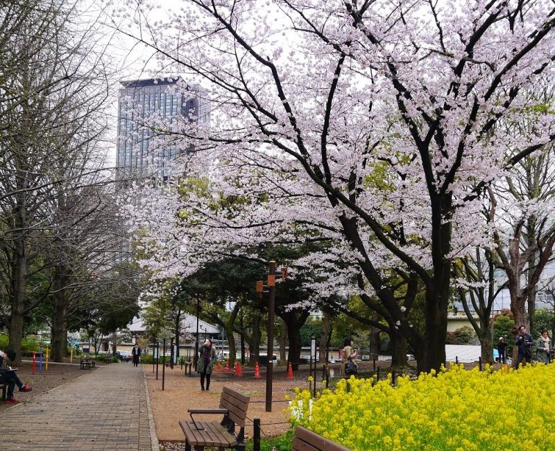 Best Time To Visit Tokyo