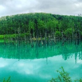 Majestic View of Blue Pond (青い池, Aoiike)