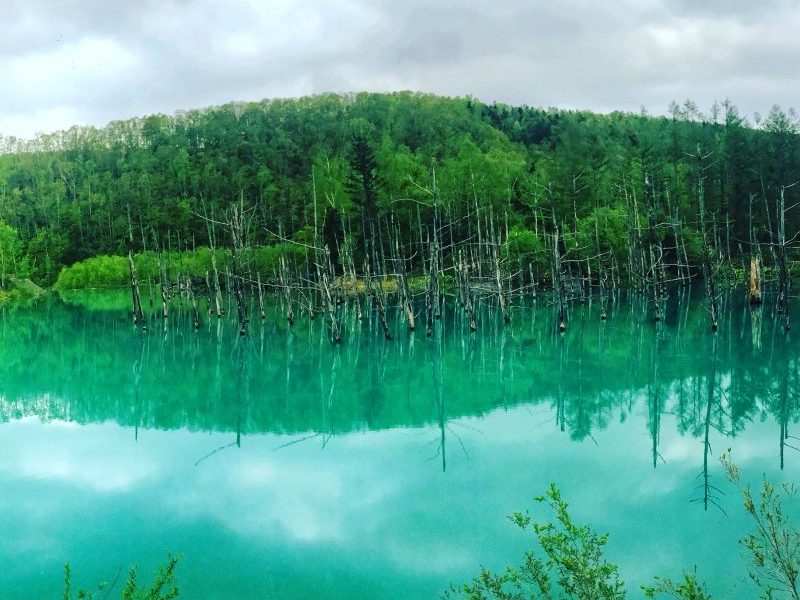 Majestic View of Blue Pond (青い池, Aoiike)