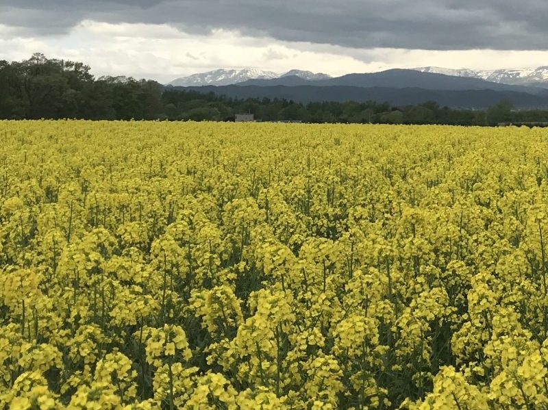 The View of Canola Flower With Mountain
