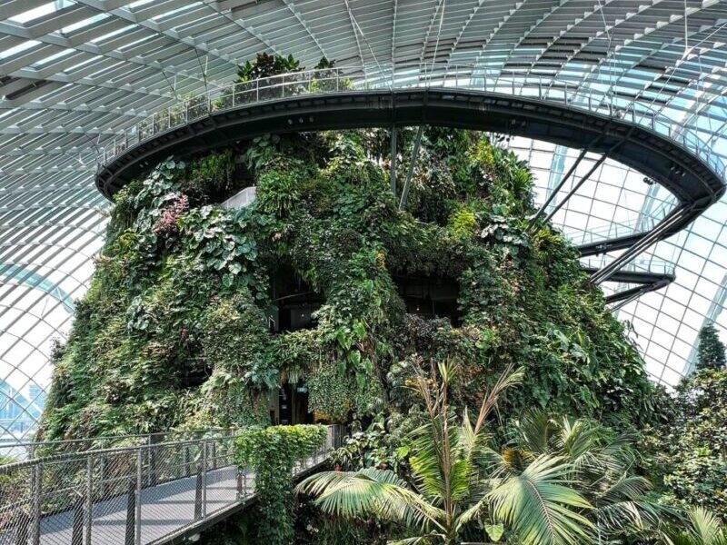 Cloud Forest