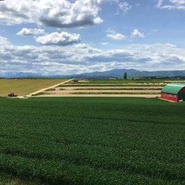 Countryside View at Biei