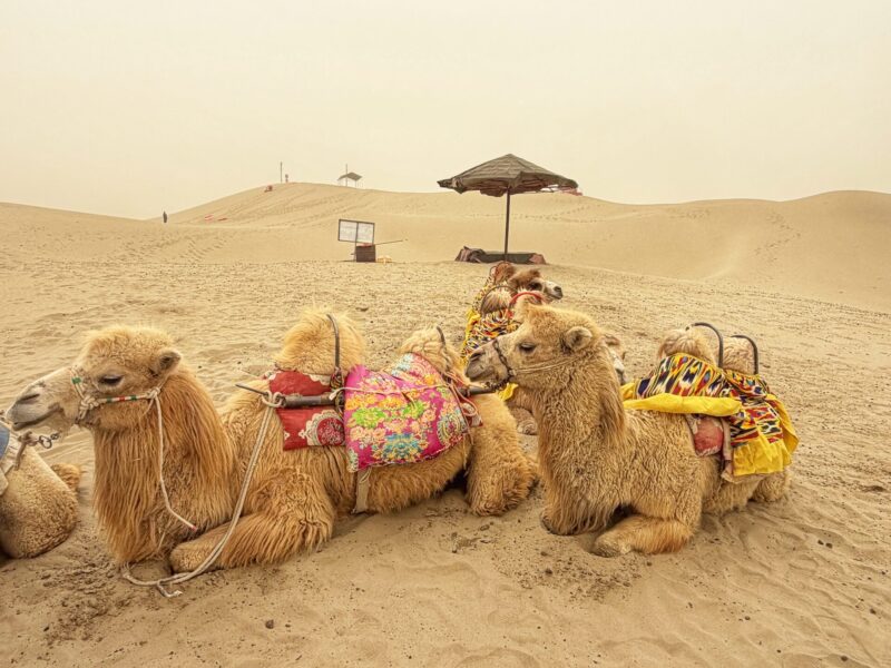 Dawakun Desert Camel Trekking