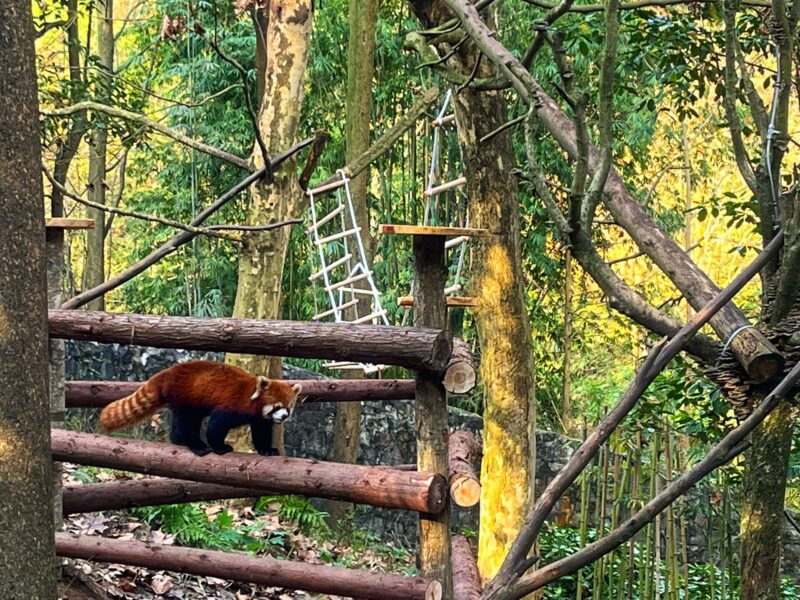 Dujiangyan Panda Valley - Red Panda