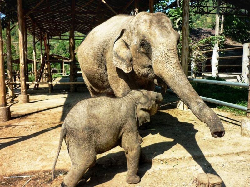 Elephant Sanctuary - Chiang Mai Travel Guide Blog