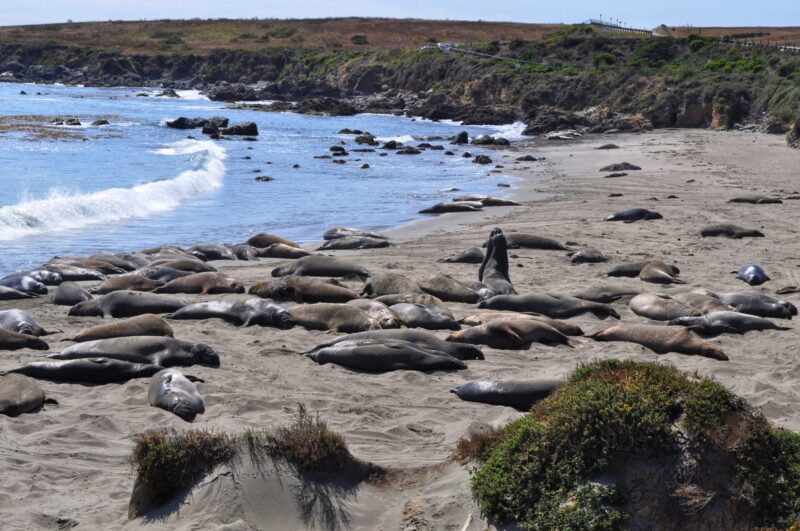 Elephant Seal Vista Point - Big Sur Travel Guide Blog