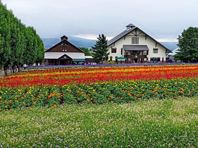 Farm Tomita Hokkaido Self Drive Itinerary