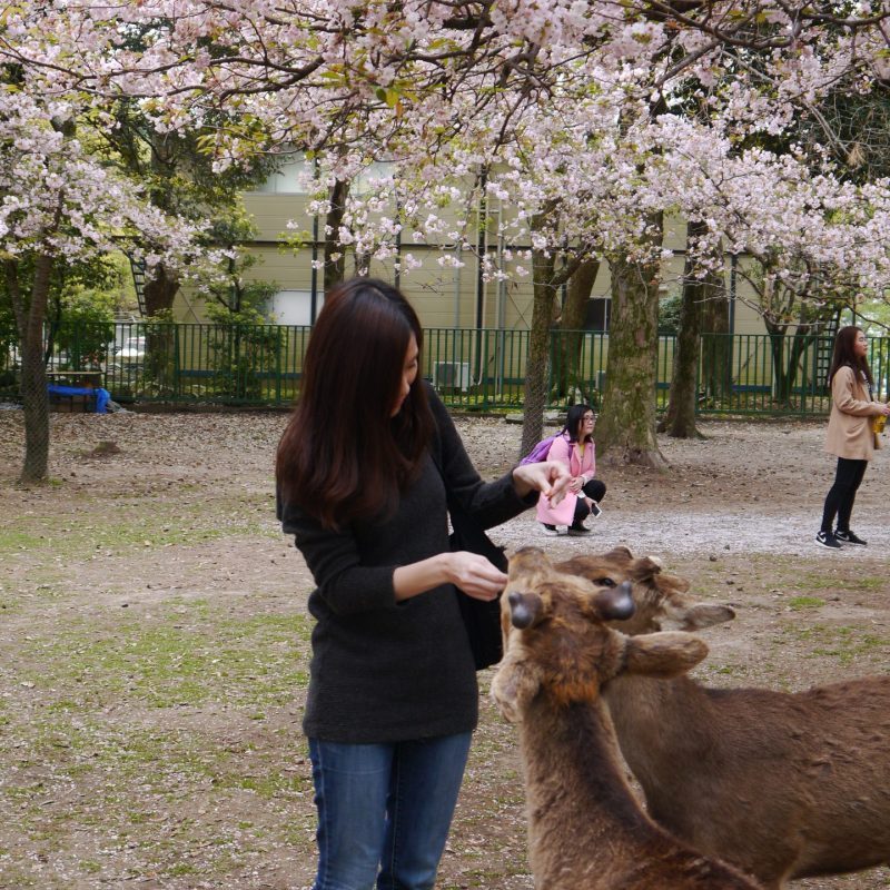 Feed The Deer In Nara Park