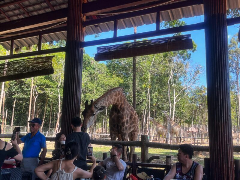 Feeding Giraffe at Vinpearl Safari