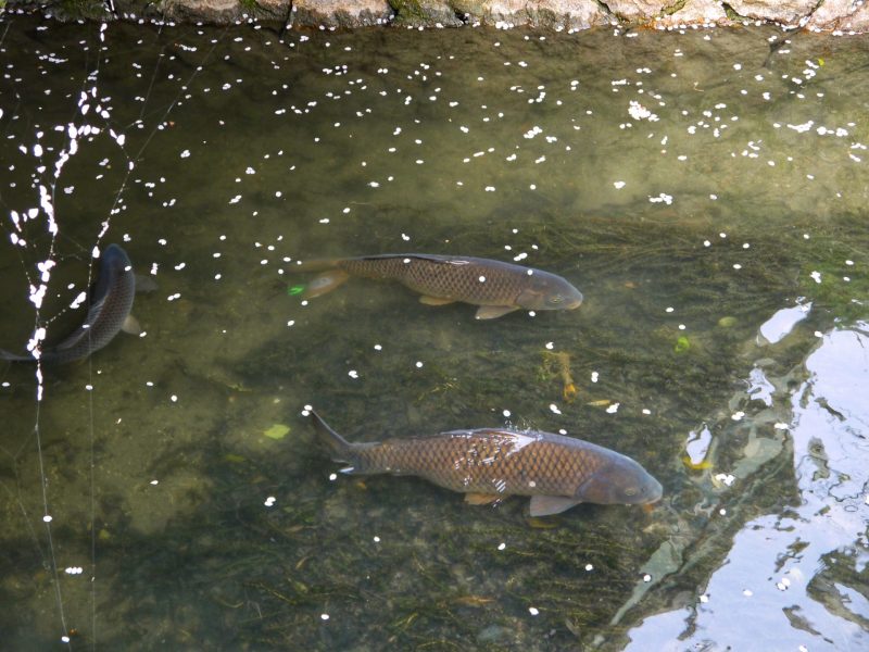 Spot fish in canal river in philosopher's walk