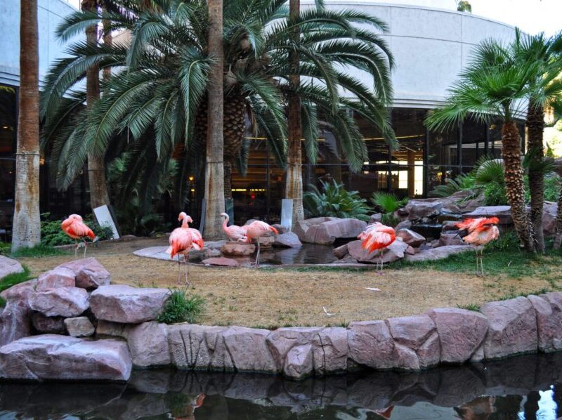 Flamingo Habitat Garden - Las Vegas Travel Guide