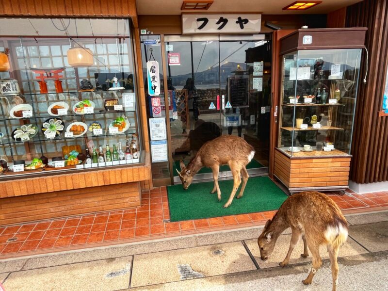 Free Roaming deer at Miyajima