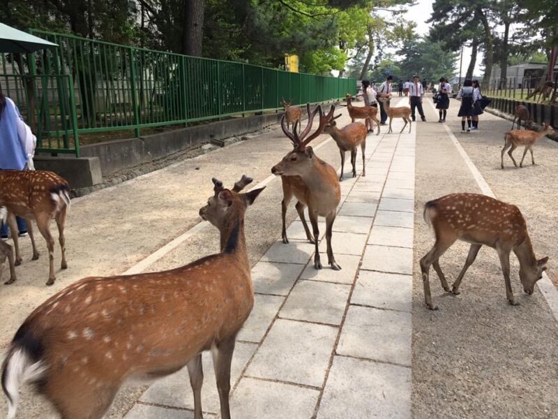 Free-roaming Sika deer at Nara