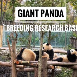Giant Panda Breeding Research Base itinerary