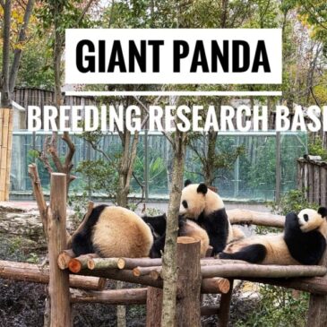 Trip to Chengdu Research Base of Giant Panda Breeding (Xiongmao Jidi)