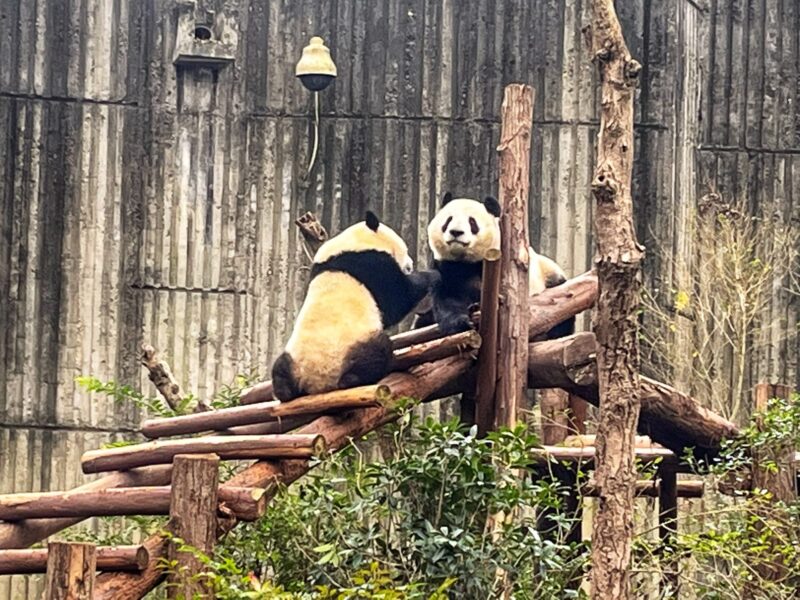 Giant Panda at Xiongmao Jidi