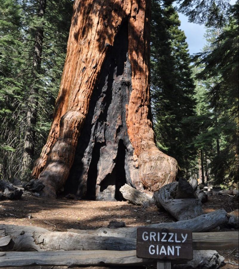 Grizzly Giant sequoia