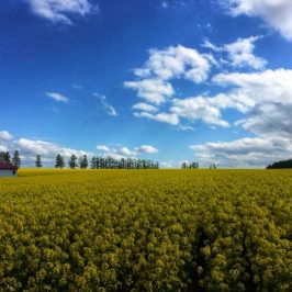 Takikawa Canola Flower Festival