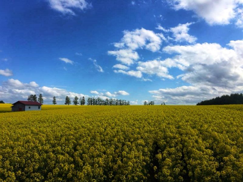 Takikawa Canola Flower Festival