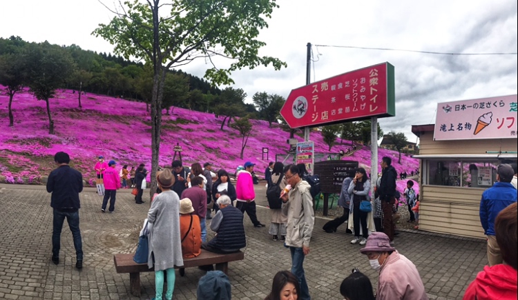 Shibazakura Festival at Takinoue Park