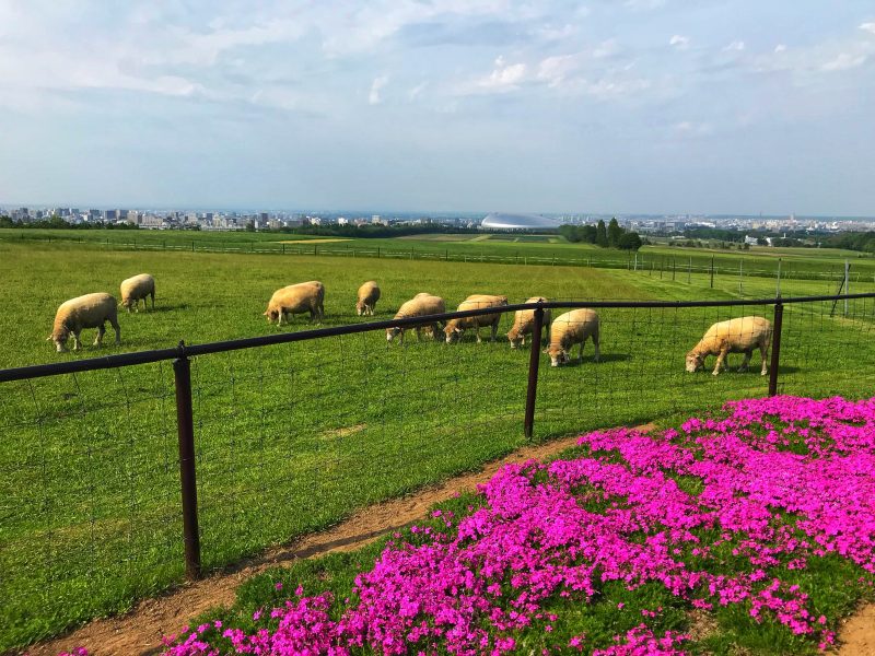 Hitsujigaoka Observation Hill