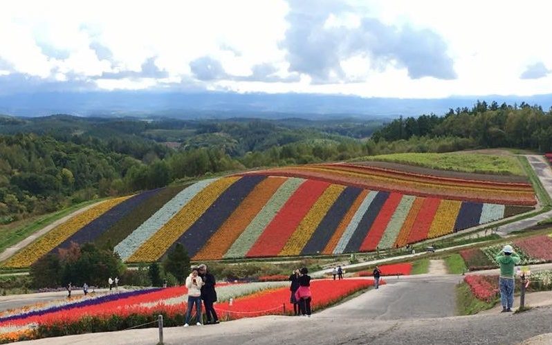 Patterned Row Flower Field in Shikisai no Oka