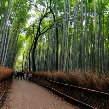 Day Trip To Arashiyama Itinerary: A Travel Guide Blog