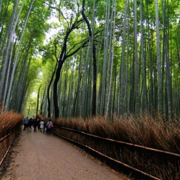 Arashiyama Bamboo Grove