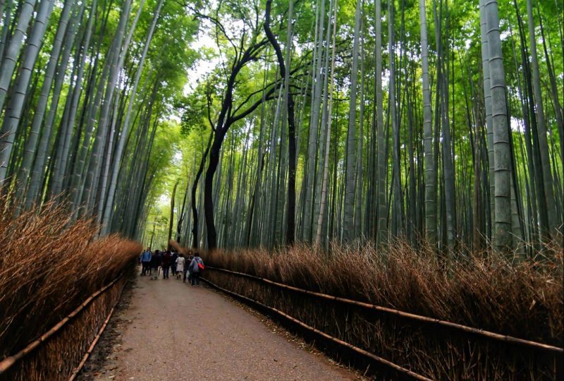 Arashiyama Bamboo Grove