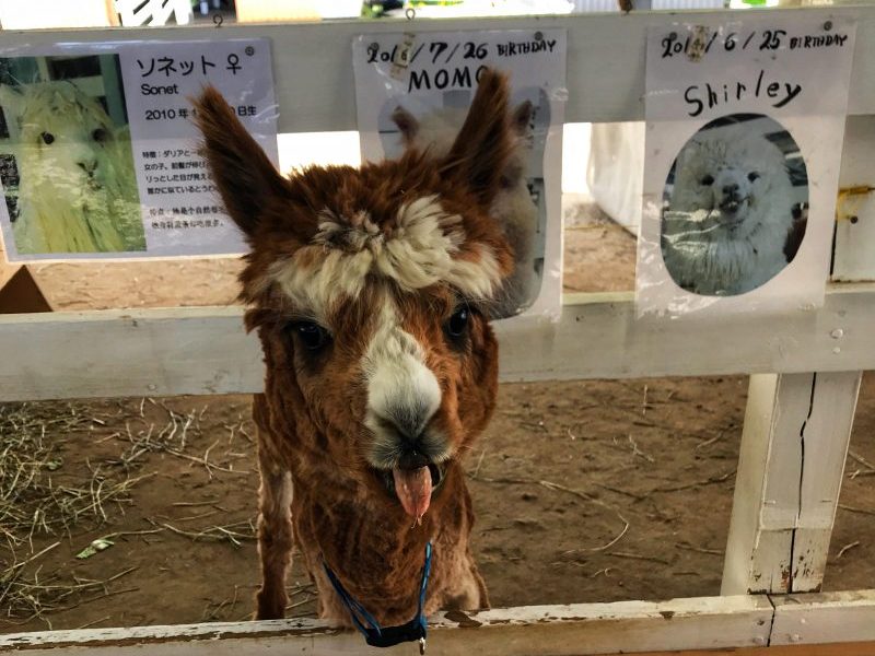 Alpaca Farm (アルパカ牧場)