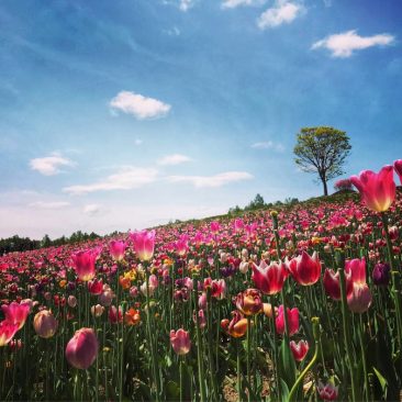 Tulip Flower Field in Shikisai-no-oka