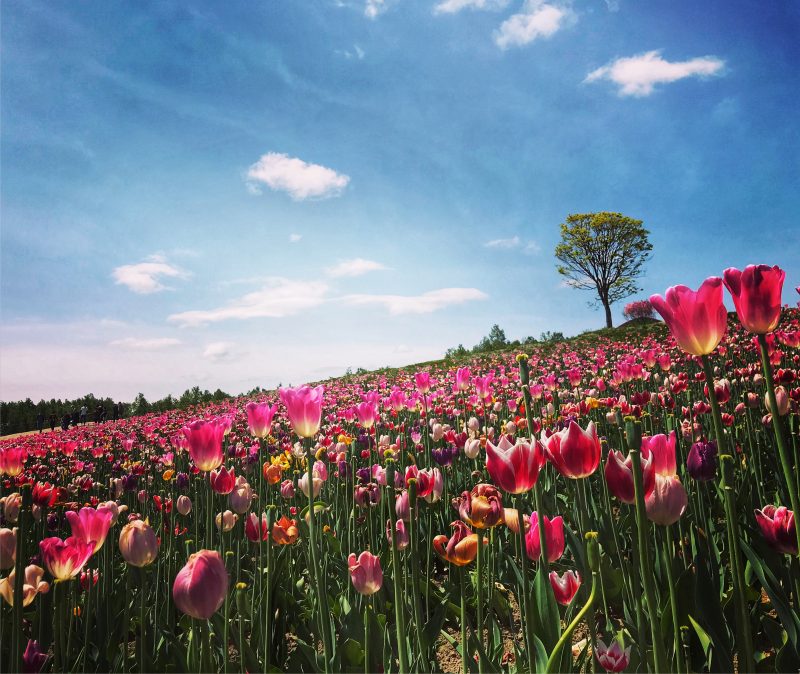 Tulip Flower Field in Shikisai-no-oka