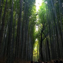 Arashiyama bamboo forest in Kyoto