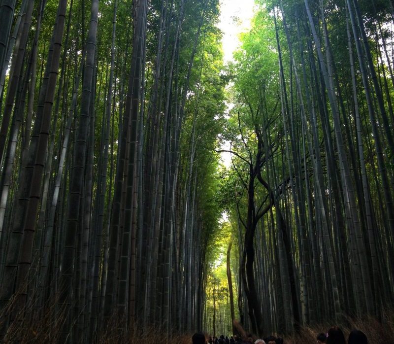 Arashiyama bamboo forest in Kyoto