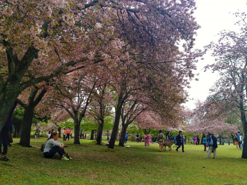 Wandering Around Nara Park During Cherry Blossom Season