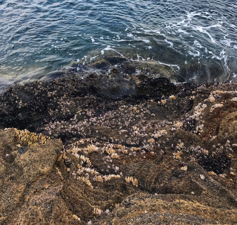 Barnacles at Yongmeori Coast