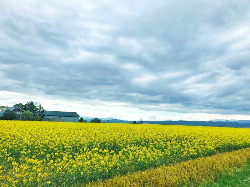 Canola Flower Tour