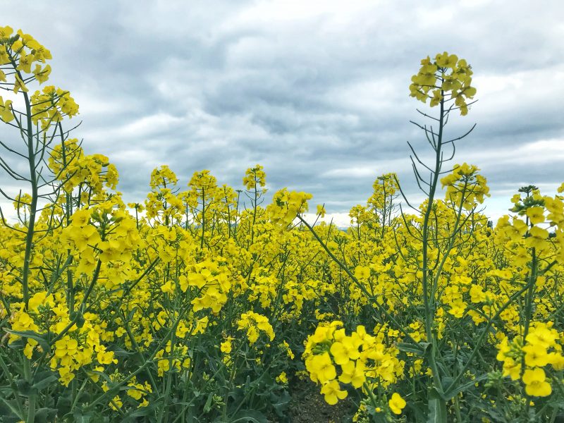 Nanohana, also known as Canola Flower