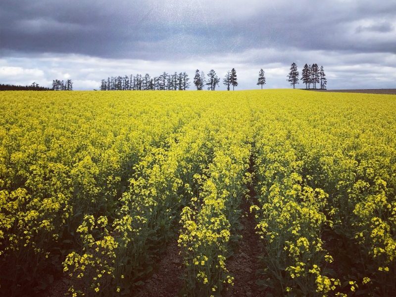 Takikawa Canola Flower Festival (滝川菜の花祭)