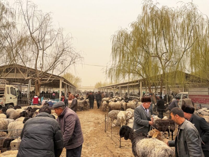 Kashgar Livestock Market